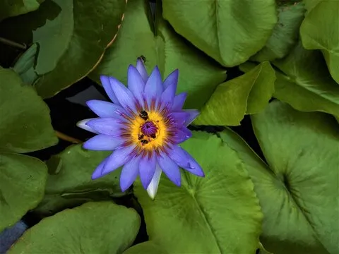 iOS APP 下载二维码